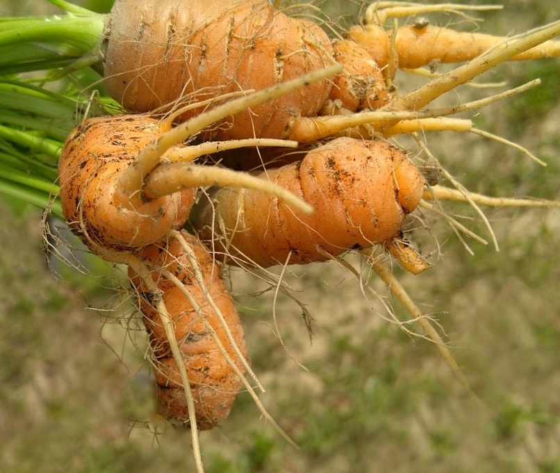 Naturally grown carrots at Gruntek.jpg